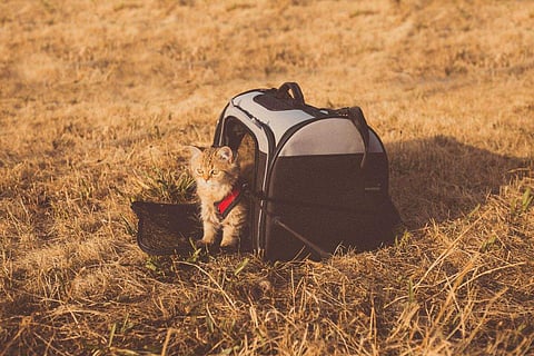 Envision being in a beautiful setting, such as a beach or the mountains, with your beloved furry friend by your side