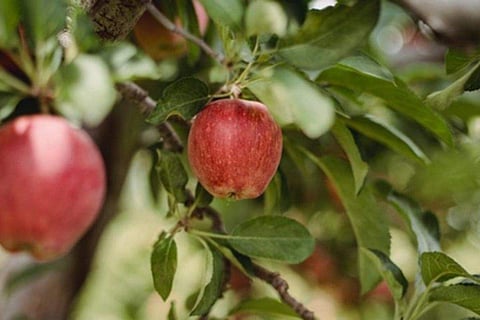 6 Indian apple varieties and its health benefits