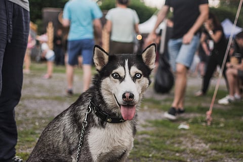 Pet Fed 2023