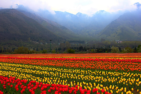 The Indira Gandhi Memorial Tulip Garden