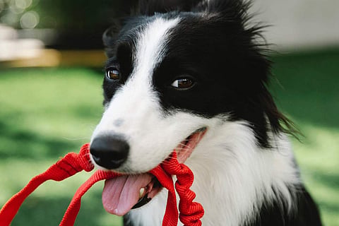 Photo Credits: Pexels