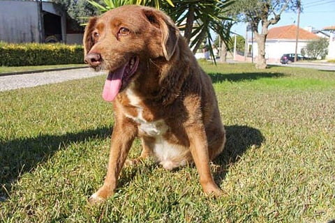 Bobi was awarded the Guinness World Record title in February