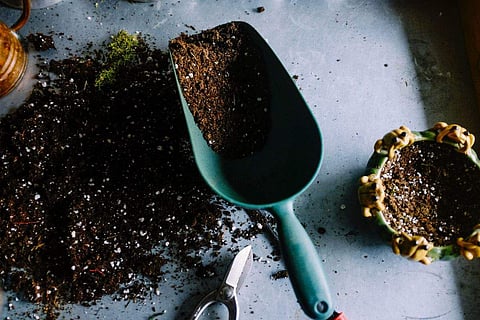 Consider how much time you want to spend maintaining your garden before choosing your plants