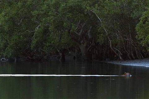 Sundarbans