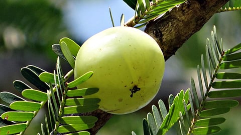 Ayurvedic herbs for Diabetes