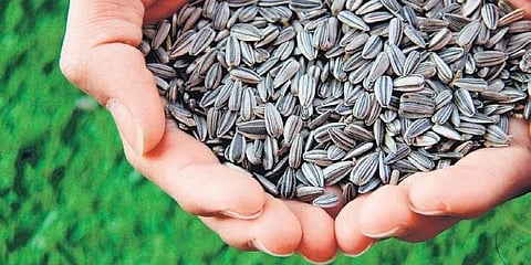 Sunflower seeds