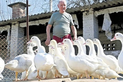 Roger Langbour