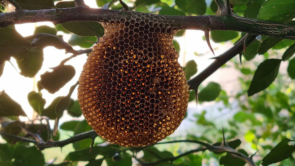 World Bee Day 2026: 5 unique honey–hunting traditions in India