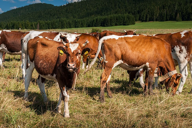 4 Famous Food Scandals That Changed Global Laws | Food safety history