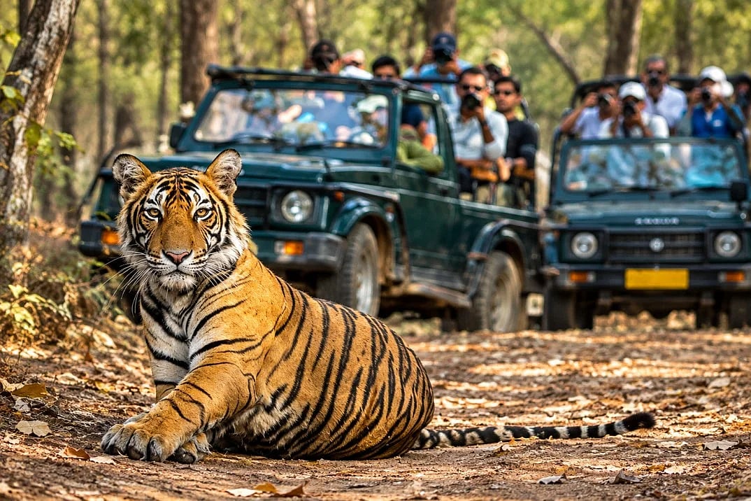 Indravati Tiger Reserve to Reopen for Safaris After 40 Years