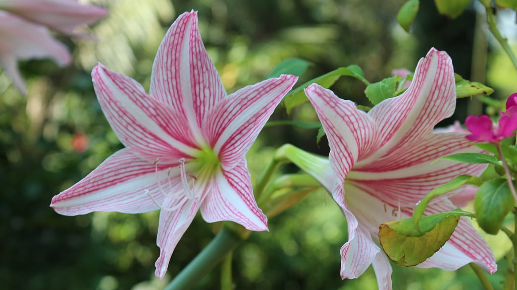 October is the Perfect Time to Plant Lily Bulbs at Home