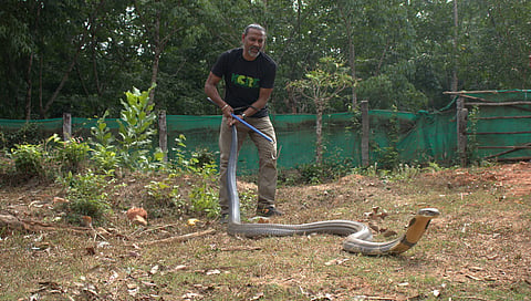 ಕಾಳಿಂಗ ಸರ್ಪ ರಕ್ಷಣೆ ಮಾಡುತ್ತಿರುವುದು.