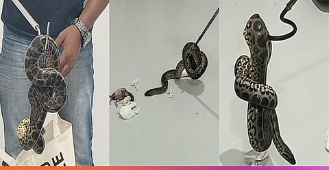 ಹಳದಿ ಅನಕೊಂಡ 