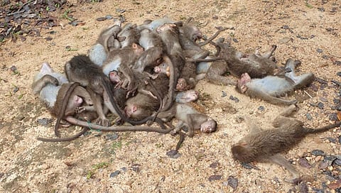 ಸತ್ತುಬಿದ್ದಿರುವ ಮಂಗಗಳು