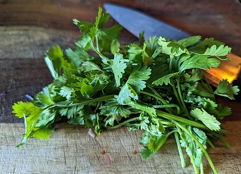 coriander leaves 