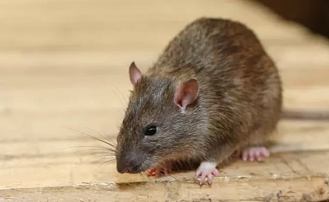 Rat Fever detected in Haveri