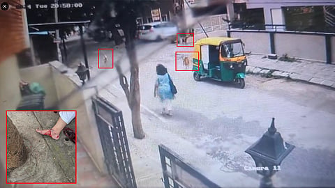 Stray dog bite cases surge in Bengaluru
