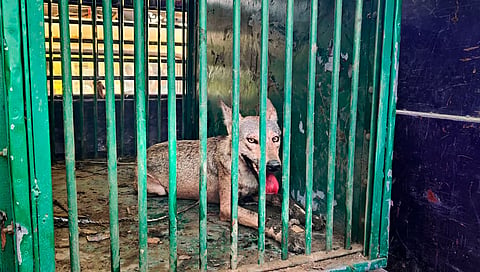 ನರಕಭಕ್ಷಕ ತೋಳ ಸೆರೆ