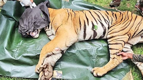 Tiger found poisoned in MM Hills; Karnataka minister directs steps on reserve proposal