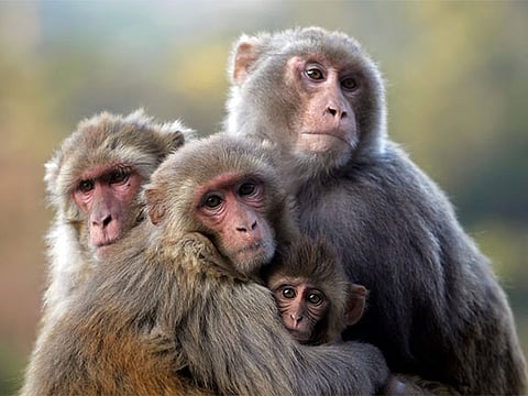 monkeys (Representative Image)