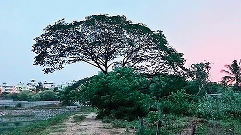 Land identified by BMRCL for its depot at Sunkadakatte village