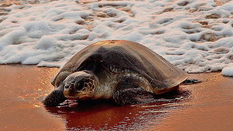 Olive ridley turtles 