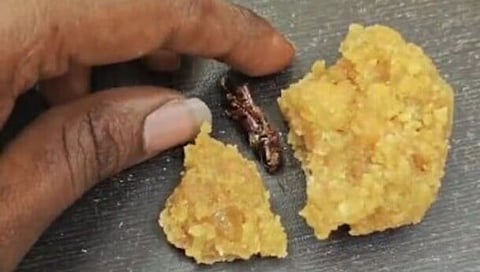 cockroach in prasadam 