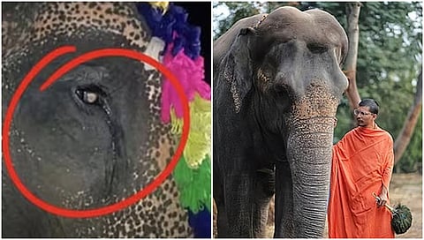 Madhuri Elephant