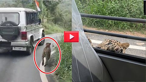 Leopard Attack