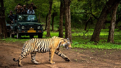 Tiger 
