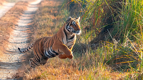 representational image
