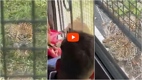 leopard attack