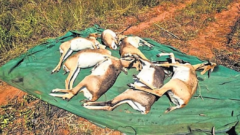 ಕೃಷ್ಣಮೃಗಗಳ ಮಾರಣಹೋಮ