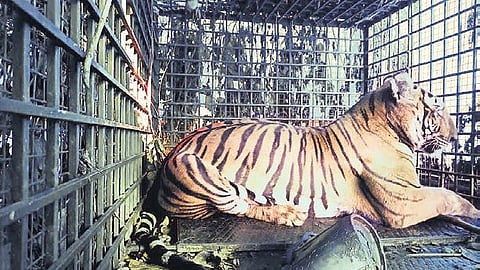 The tigress captured by forest officials near Mullur Gram Panchayat on Tuesday.
