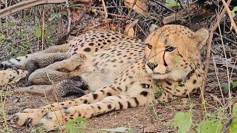 India-born cheetah Mukhi gives birth to 5 cubs at Kuno