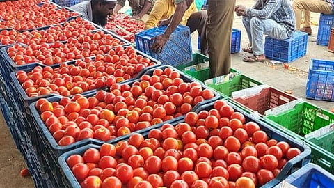 Tomato 