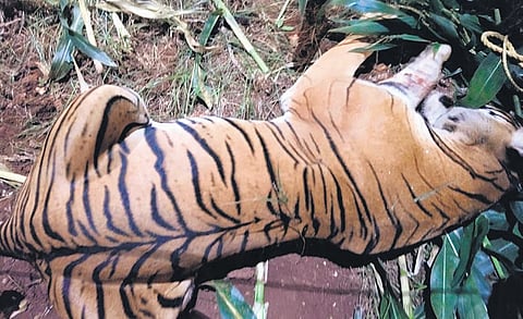 The tigress was trapped in a maize field at Hanagodu 