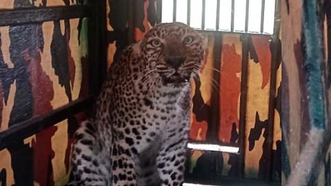 Leopard