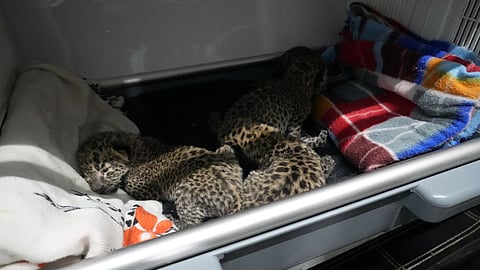 Animal welfare group rescues leopard cubs on Bengaluru outskirts 