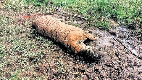 The carcass of a male tiger found in the Hebbe Range of Bhadra Tiger Reserve