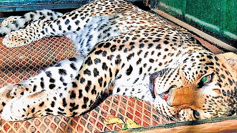 Leopard 
