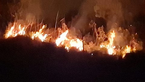 Forest Fire