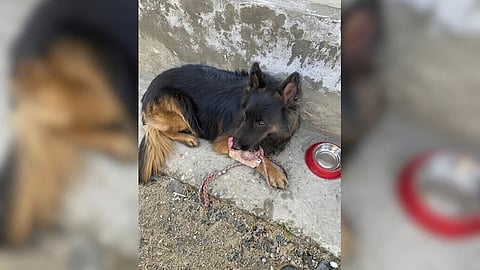 Army Dog 'Tyson