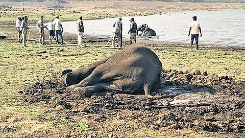 Three jumbos stuck in slush rescued 