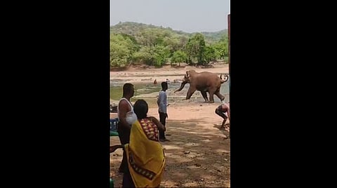 elephant attacks 