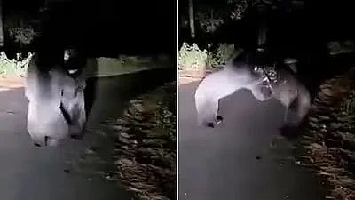 Two Bears 