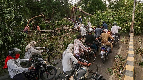 Commuters make their way through an uprooted tree lying on a road after a dust storm, in Prayagraj, Uttar Pradesh