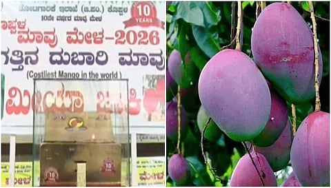 Miyazaki mango Mela 