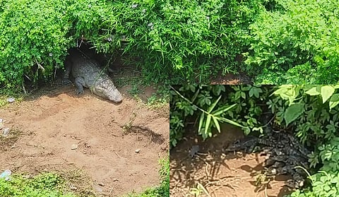 The crocodile and her hatchlings in Dandeli