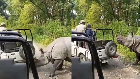 Rhino Attacks, Tries To Flip Safari Jeep At Assam National Park